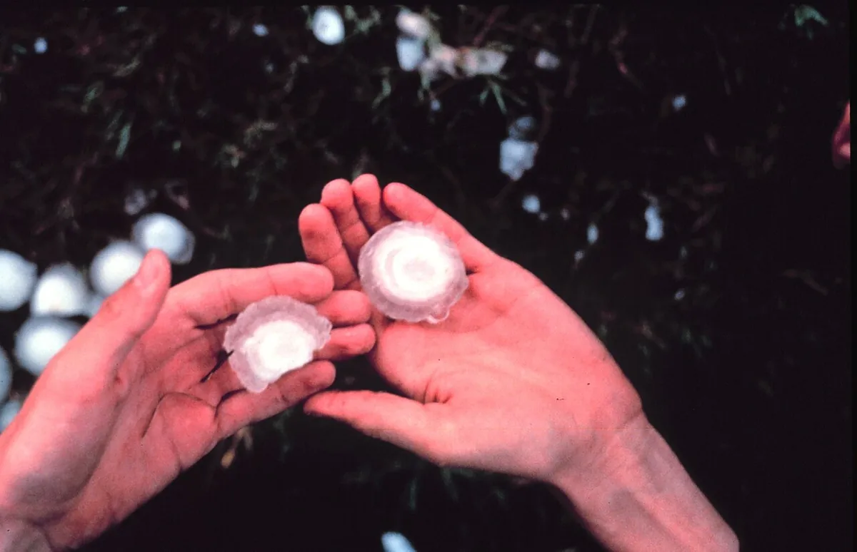 Two hands each holding a cut-open hailstone with a layered white and clear core, more hailstones on the ground behind